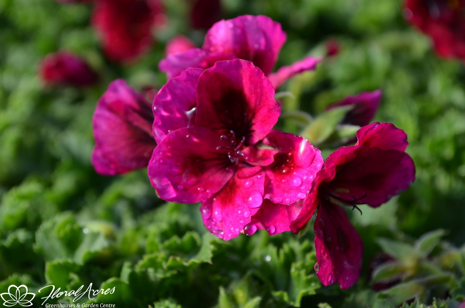 GERANIUM (Martha Washington ) REGAL Candy Flowers Violet Floral Acres